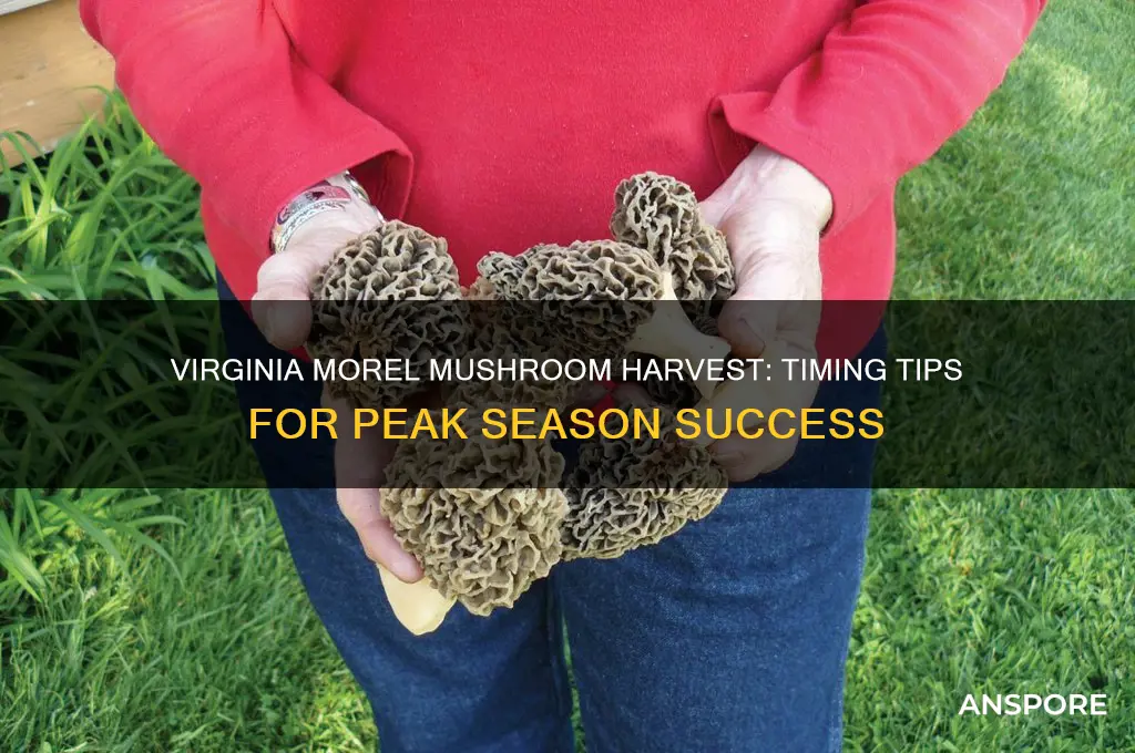 when to harvest morel mushrooms in virginia