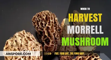 The Perfect Time to Harvest Morrell Mushrooms