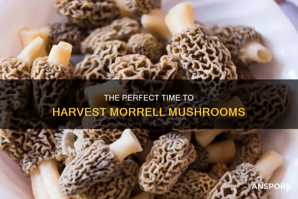 when to harvest morrell mushrooms