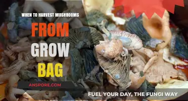 Perfect Timing: Harvesting Mushrooms from Your Grow Bag for Optimal Yield