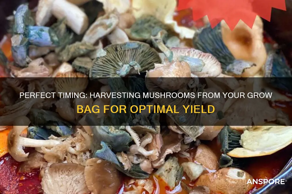 when to harvest mushrooms from grow bag