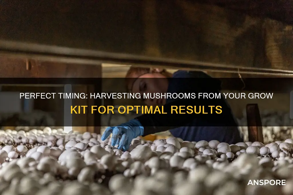 when to harvest mushrooms from grow kit