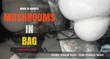 Perfect Timing: Harvesting Mushrooms in Bags for Optimal Yield