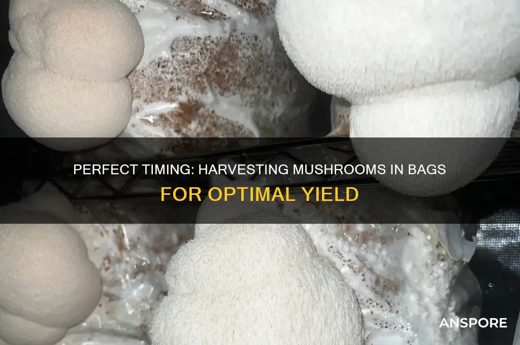 when to harvest mushrooms in bag