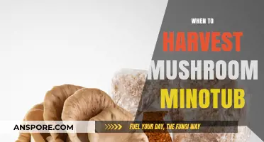 Harvesting Mushrooms: When to Pick Minotub Varieties