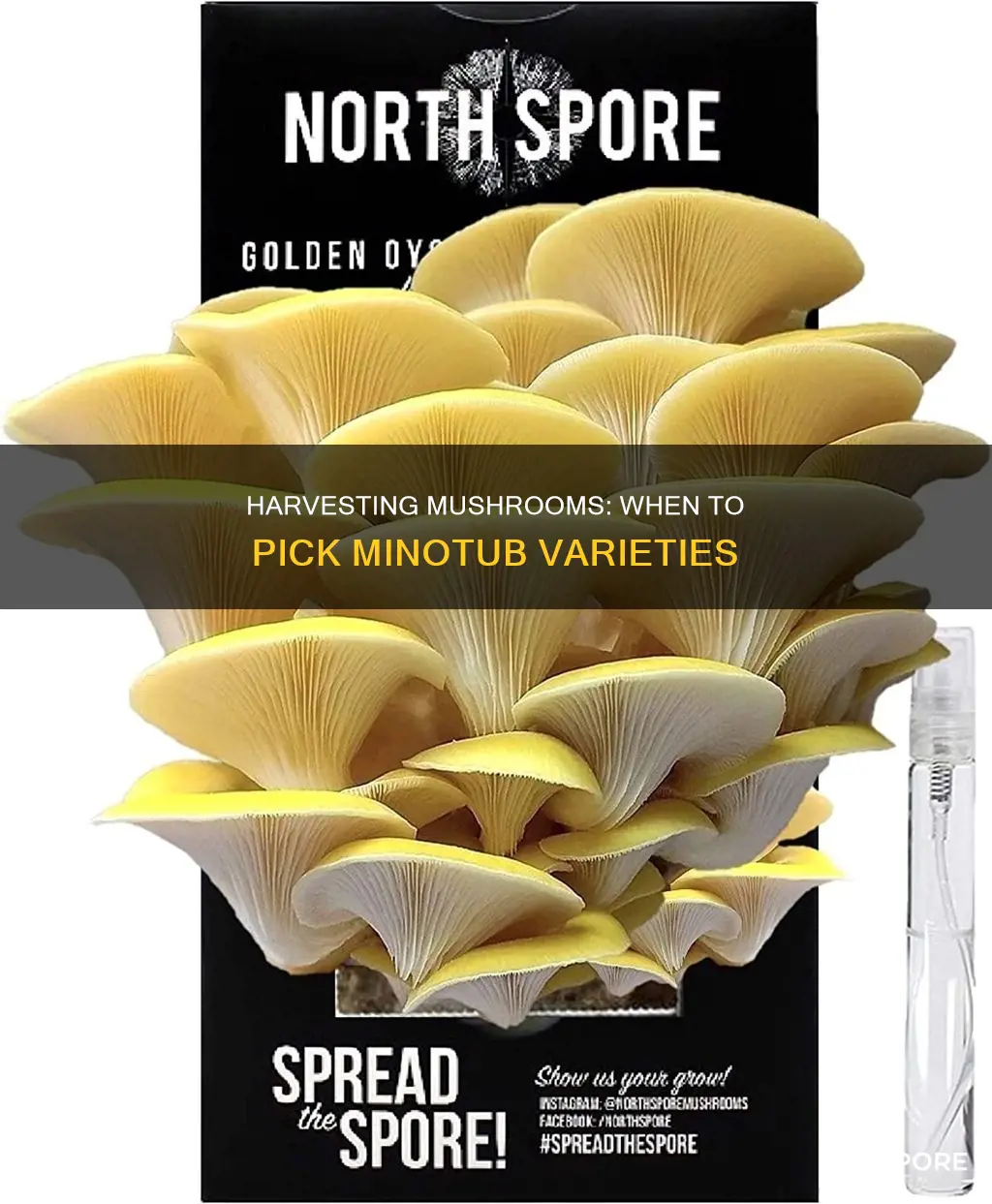 when to harvest mushrooms minotub