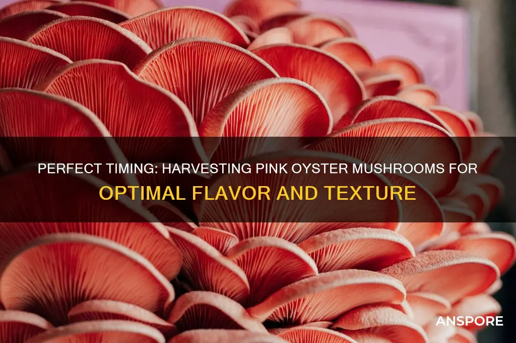 when to harvest pink oyster mushrooms