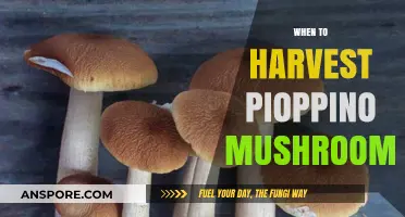 The Ultimate Guide: Harvesting Pioppino Mushrooms