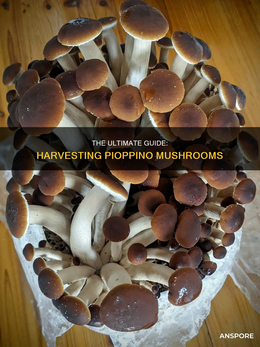 when to harvest pioppino mushrooms