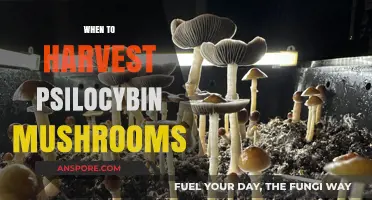 Harvesting Psilocybin Mushrooms: Know the Right Time