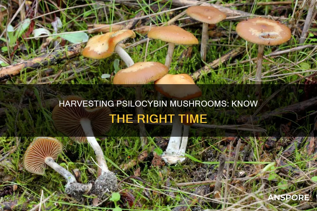 when to harvest psilocybin mushrooms