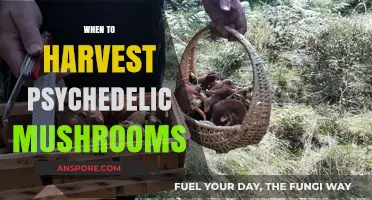 Harvesting Psychedelic Mushrooms: The Ultimate Timing Guide