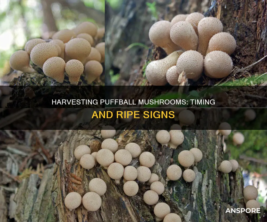 when to harvest puffball mushroom