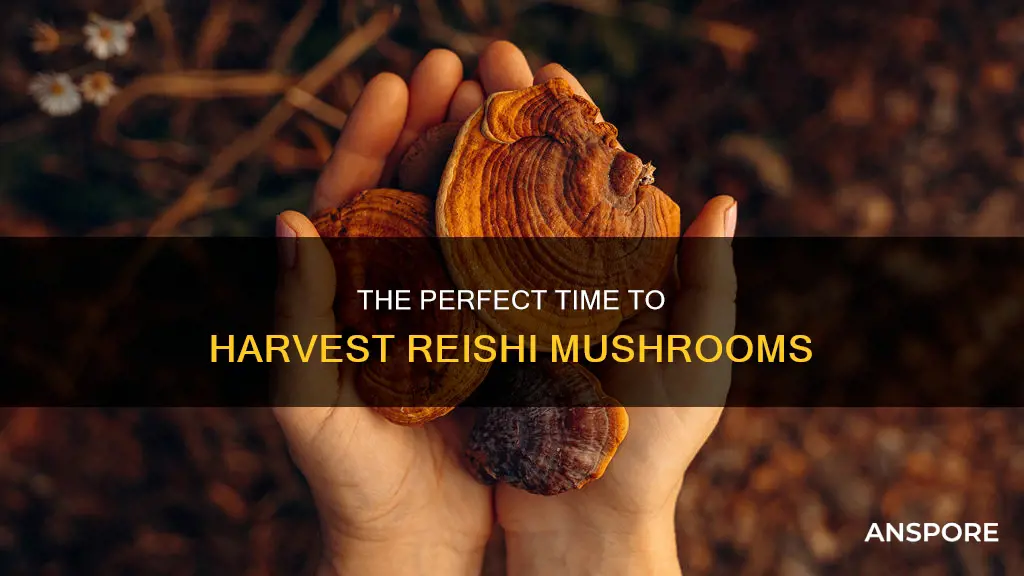when to harvest reishi mushroom