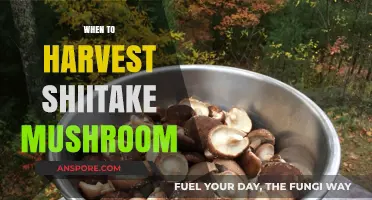 Shiitake Mushroom Harvest: Perfect Timing for Plucking