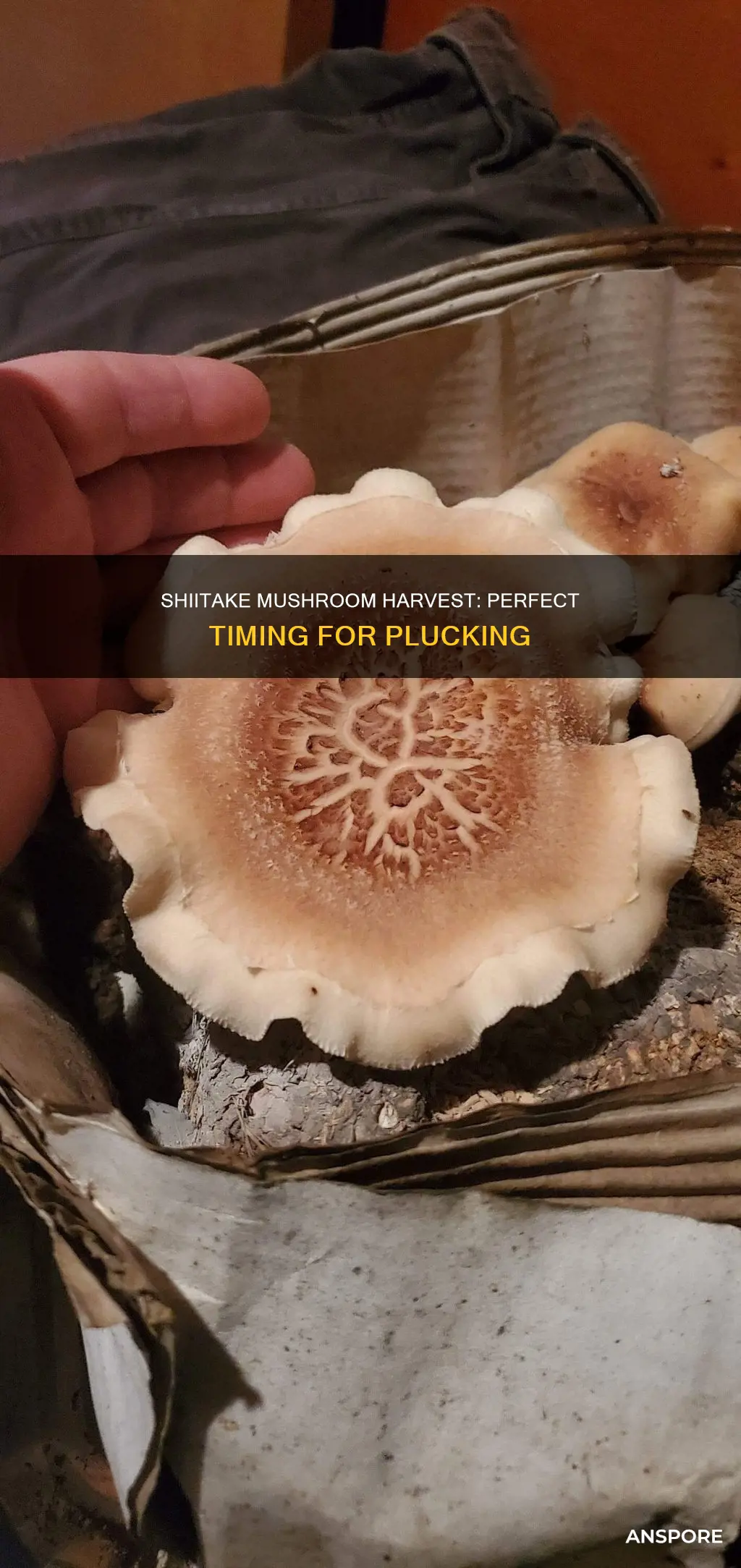 when to harvest shiitake mushroom