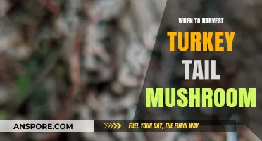 Harvesting Turkey Tail Mushrooms: Optimal Timing for Peak Benefits