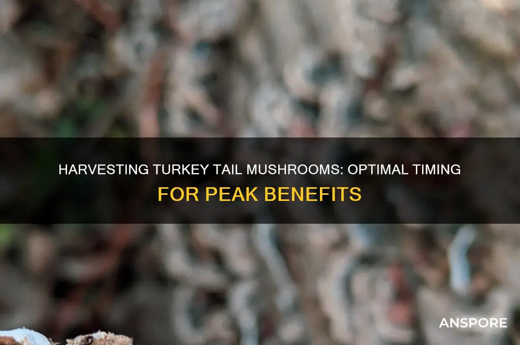 when to harvest turkey tail mushrooms