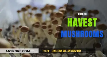 Harvesting Mushrooms: The Perfect Timing