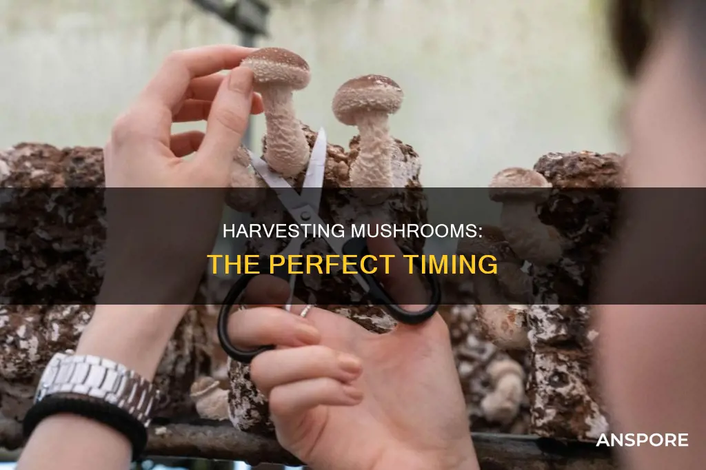 when to havest mushrooms