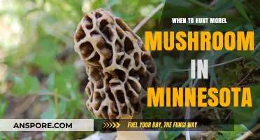 Best Time to Hunt Morel Mushrooms in Minnesota: A Guide