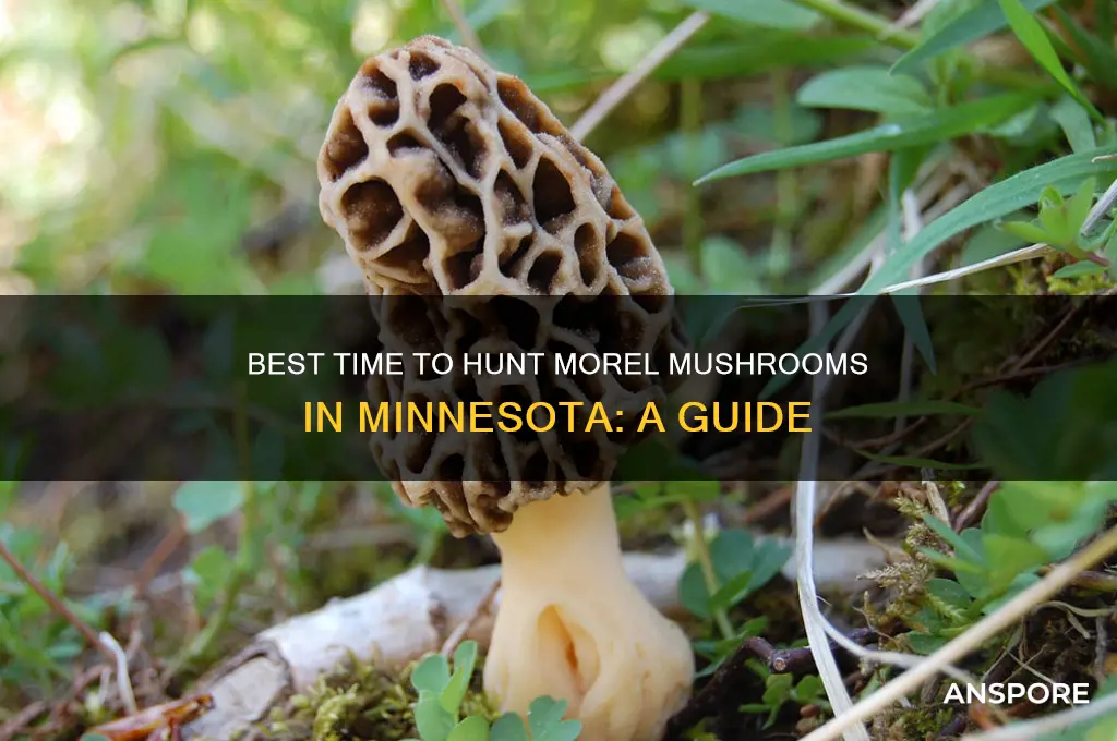 when to hunt morel mushrooms in minnesota