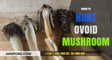 Ovoid Mushroom Hunting: Best Time and Place