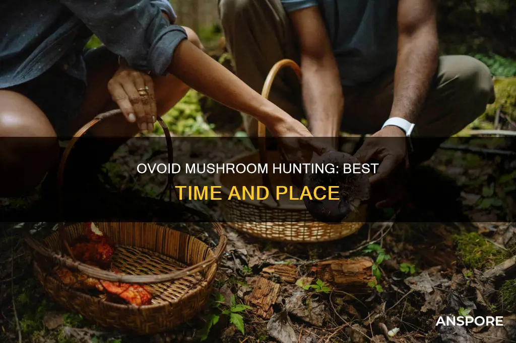 when to hunt ovoid mushroom