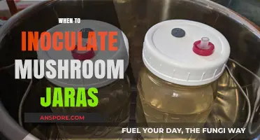 Inoculating Mushroom Jars: Best Time to Start