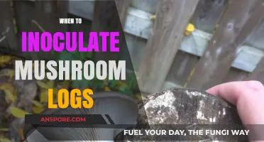 Inoculating Mushroom Logs: Best Time for Success