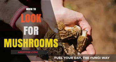 Mushroom Hunting: Best Times and Places to Forage