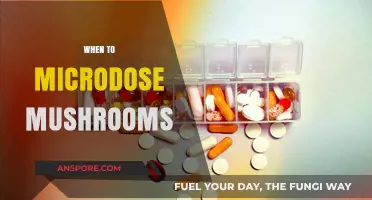 Microdosing Mushrooms: Timing for Optimal Benefits