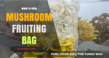 Perfect Timing: When to Open Your Mushroom Fruiting Bag for Optimal Harvest