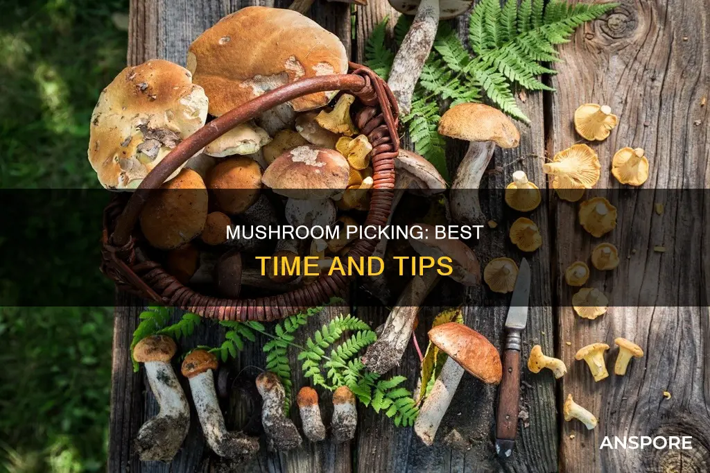 when to pic my mushrooms