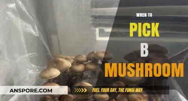 Best Time to Pick B Mushrooms
