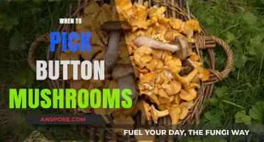Best Time to Pick Button Mushrooms