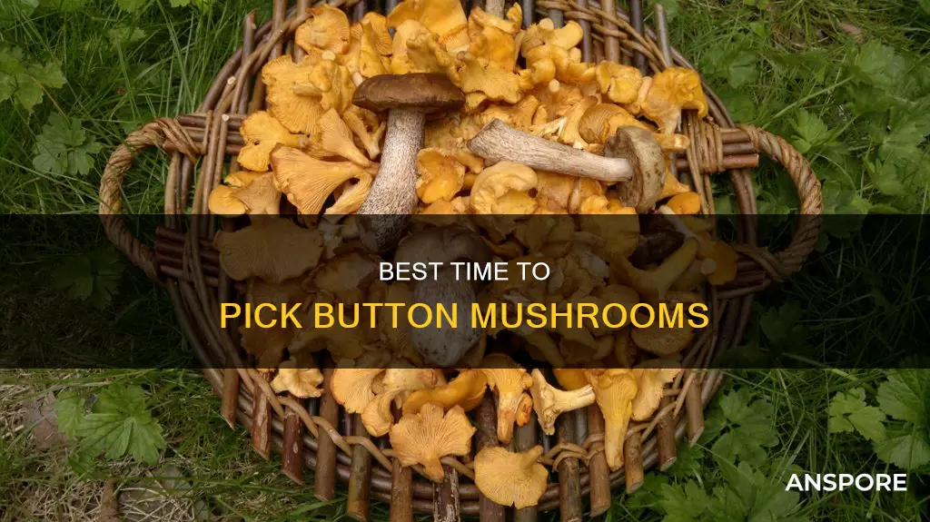 when to pick button mushrooms