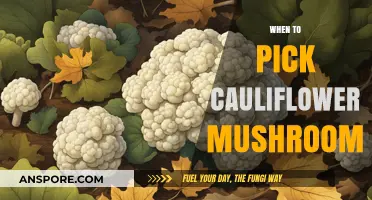 Cauliflower Mushroom Harvest: Best Picking Time