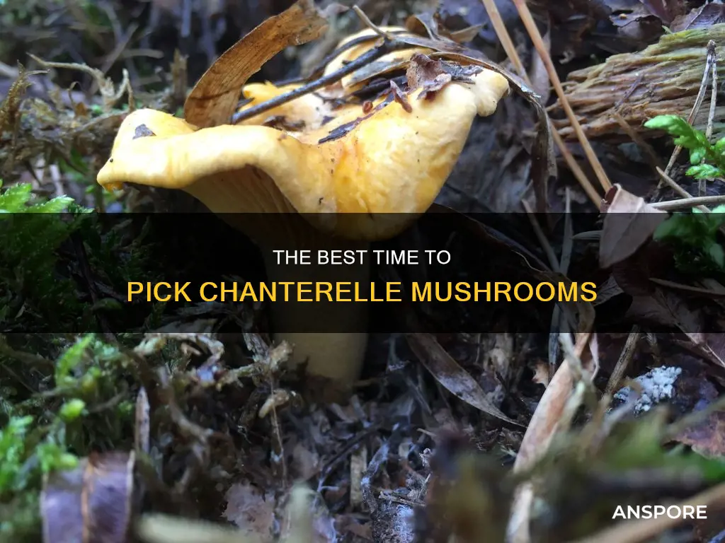 when to pick chanterelle mushrooms