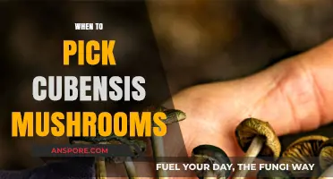 Best Time to Pick Cubensis Mushrooms