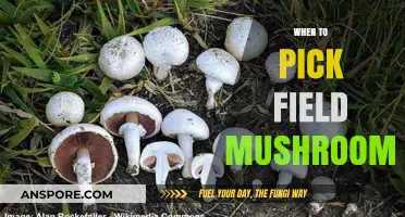 Picking Field Mushrooms: Best Time and Tips
