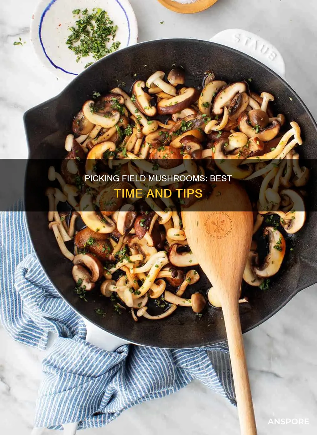 when to pick field mushrooms