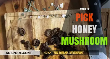 Best Time to Pick Honey Mushrooms for Consumption