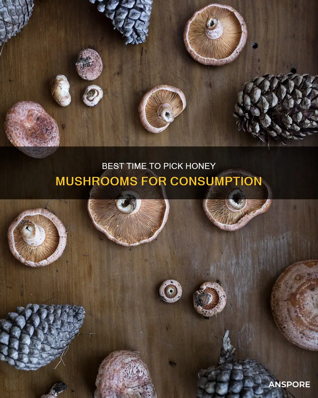 when to pick honey mushrooms