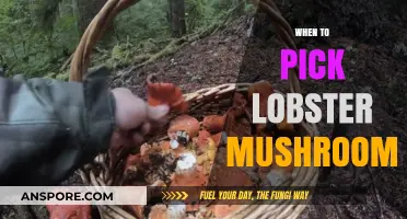 Best Time for Picking Lobster Mushrooms