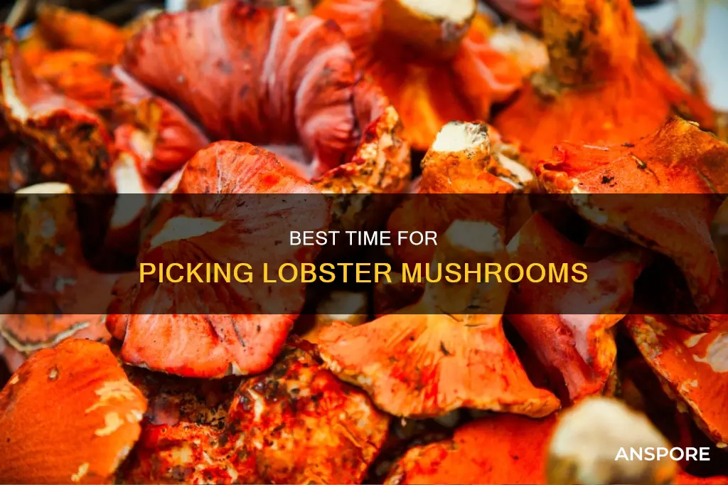 when to pick lobster mushrooms
