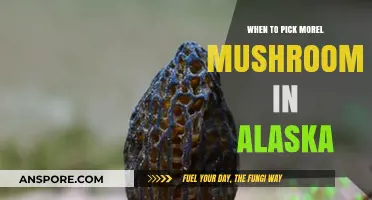 Alaska's Morel Mushroom Season: Timing and Tips for Foraging Success