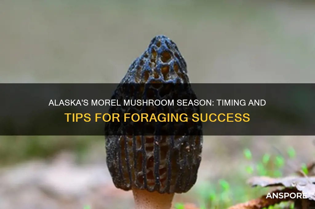 when to pick morel mushrooms in alaska