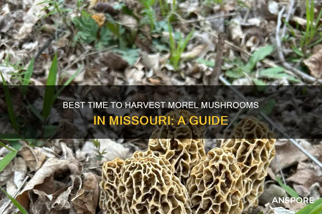 when to pick morel mushrooms in missouri