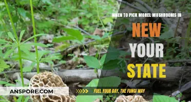 Best Time to Harvest Morel Mushrooms in New York State